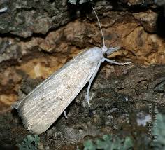 Attēlu rezultāti vaicājumam “Calamotropha paludella”