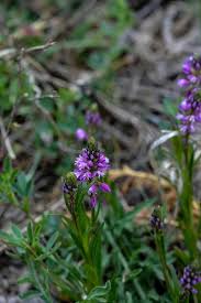 Attēlu rezultāti vaicājumam “Polygala vulgaris flower”