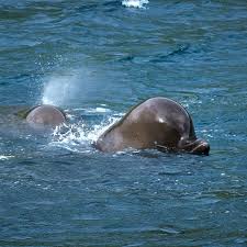 Image result for Hyperoodon ampullatus