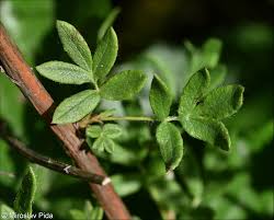 Attēlu rezultāti vaicājumam “Pentaphylloides fruticosa leaf”