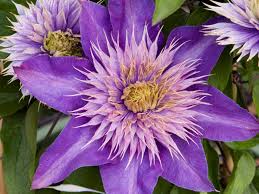 Image result for clematis multi blue