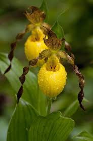 Attēlu rezultāti vaicājumam “Cypripedium calceolus flower”