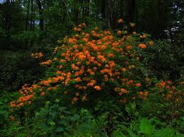 Attēlu rezultāti vaicājumam “Rhododendron calendulaceum flower”