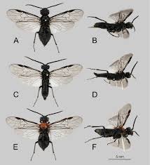 Attēlu rezultāti vaicājumam “Euura brevicornis”