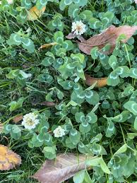 Attēlu rezultāti vaicājumam “Trifolium repens leaf”
