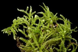 Attēlu rezultāti vaicājumam “Eurhynchium angustirete”