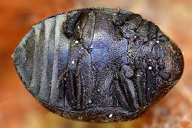 Attēlu rezultāti vaicājumam “Cytilus sericeus”