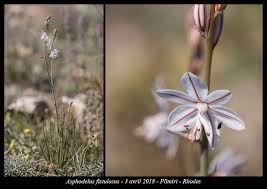 Image result for Asphodelus fistulosus