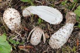 Attēlu rezultāti vaicājumam “Coprinus sp.”