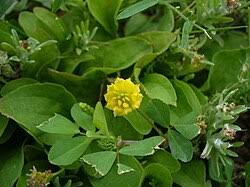 Attēlu rezultāti vaicājumam “Trifolium aureum fruit”