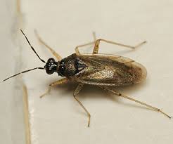 Attēlu rezultāti vaicājumam “Dicyphus sp.”