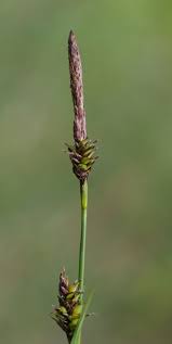 Attēlu rezultāti vaicājumam “Carex hostiana”