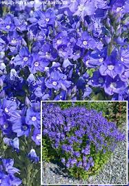 Attēlu rezultāti vaicājumam “Veronica austriaca subsp. teucrium leaf”
