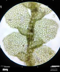 Attēlu rezultāti vaicājumam “Lejeunea cavifolia”