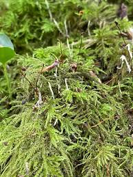 Attēlu rezultāti vaicājumam “Eocronartium muscicola”