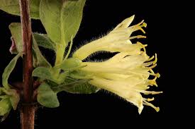 Attēlu rezultāti vaicājumam “Lonicera caerulea var. pallasii leaf”