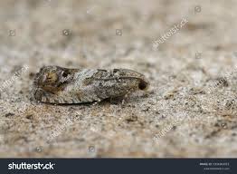 Attēlu rezultāti vaicājumam “Cydia splendana”