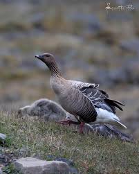 Attēlu rezultāti vaicājumam “Anser brachyrhynchus adult”