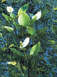 Attēlu rezultāti vaicājumam “Calla palustris”