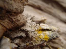 Attēlu rezultāti vaicājumam “Chaenotheca chlorella”