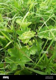 Attēlu rezultāti vaicājumam “Alchemilla subcrenata  flower”