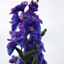 Attēlu rezultāti vaicājumam “Delphinium elatum”