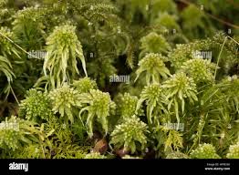 Attēlu rezultāti vaicājumam “Sphagnum quinquefarium”