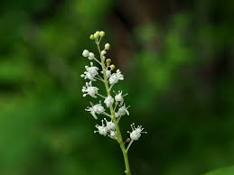 Attēlu rezultāti vaicājumam “Maianthemum bifolium”