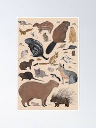 Attēlu rezultāti vaicājumam “Rodentia”