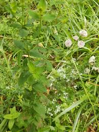 Attēlu rezultāti vaicājumam “Hypericum maculatum”