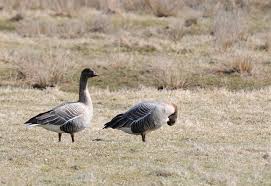 Attēlu rezultāti vaicājumam “Anser brachyrhynchus”