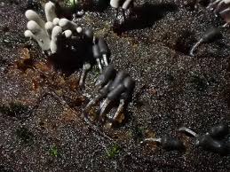 Attēlu rezultāti vaicājumam “Arcyria affinis capillitium”