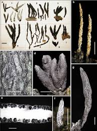 Attēlu rezultāti vaicājumam “Xylaria”