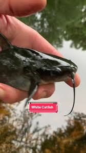 Image result for Ameiurus catus