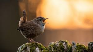Attēlu rezultāti vaicājumam “Troglodytes troglodytes”