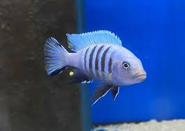 Risultati immagini per cynotilapia pulpican