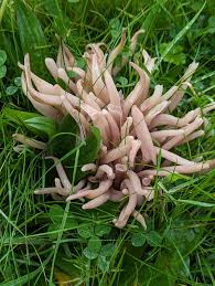 Attēlu rezultāti vaicājumam “Cribraria purpurea stalked”