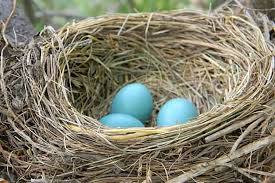 Attēlu rezultāti vaicājumam “nest”