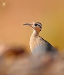 Image result for Cursorius cursor