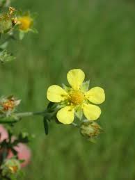 Image result for Potentilla argentea