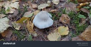 Attēlu rezultāti vaicājumam “Tricholoma album”