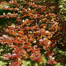 Attēlu rezultāti vaicājumam “Fagus sylvatica”