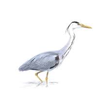 Attēlu rezultāti vaicājumam “Ardea cinerea adult”