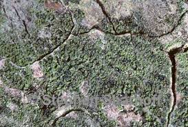 Attēlu rezultāti vaicājumam “Scoliciosporum chlorococcum”