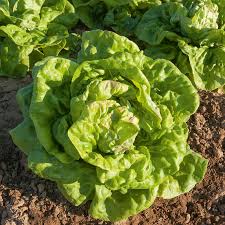 Image result for Kopfsalat