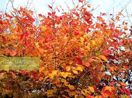 Attēlu rezultāti vaicājumam “Hamamelis vernalis leaf”