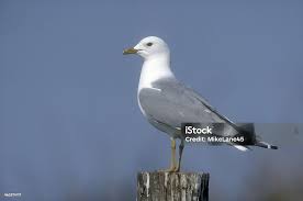 Attēlu rezultāti vaicājumam “Larus canus”