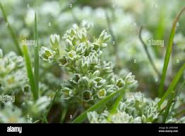 Attēlu rezultāti vaicājumam “Scleranthus perennis bud”