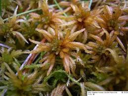 Attēlu rezultāti vaicājumam “Sphagnum teres”