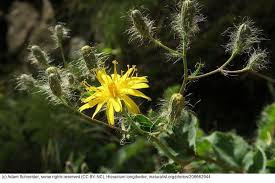 Attēlu rezultāti vaicājumam “Hieracium”